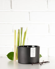 Load image into Gallery viewer, Candied Lemon (Lemon Vanilla)