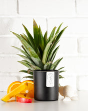 Load image into Gallery viewer, Sex on the Beach