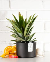 Load image into Gallery viewer, Sex on the Beach